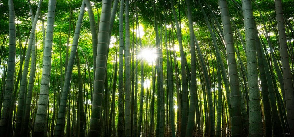 Pepe_Soho_Japanese_Dream