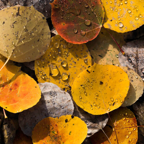 Gotas de otoño II