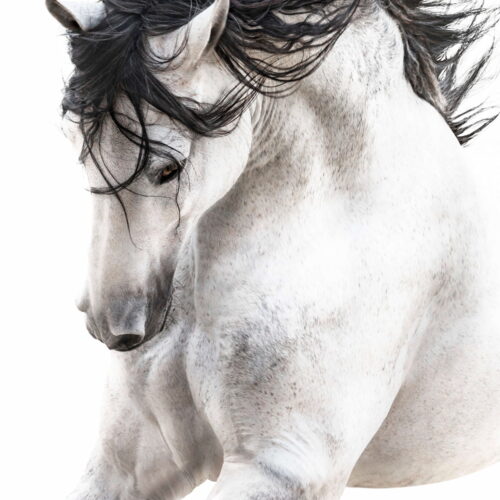 Stallion