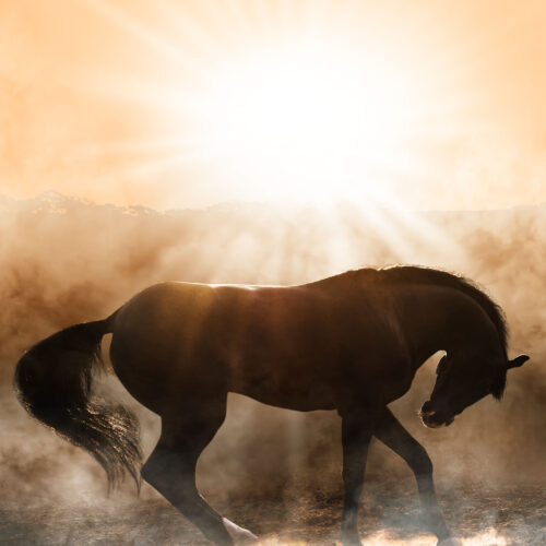 Enlightened II