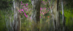 MAGNOLIA
